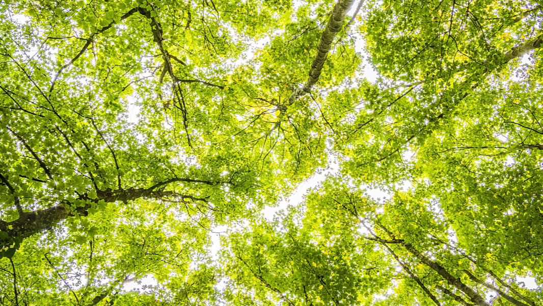 Carbon Literacy Banner