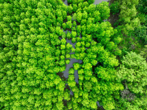 Carbon Literacy Main Body
